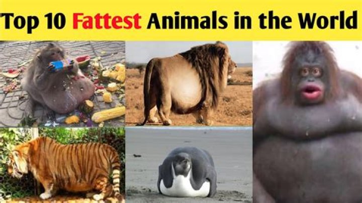 10 Fattest Animals in the World YouTube