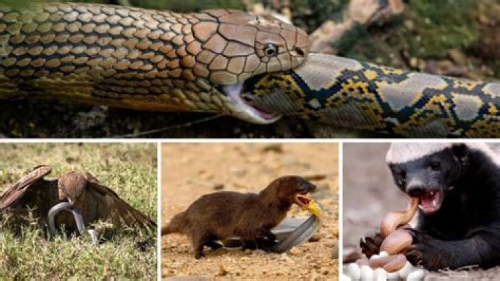 15 Animals That Eat Snakes! See Who Made the List