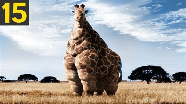 15 FATTEST Animals Ever Seen Feeling All Good