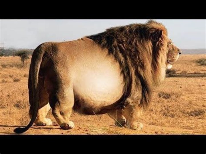 15 Fattest Animals in the World YouTube