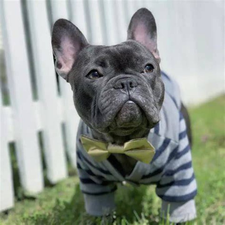 15 French Bulldogs You've Never Seen Before In Your Life Bulldog