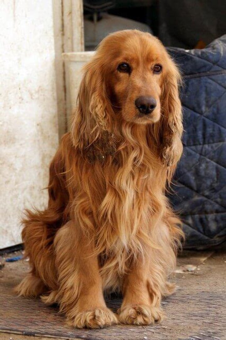 20 Unreal Cocker Spaniel Cross Breeds You Have To See To Believe The
