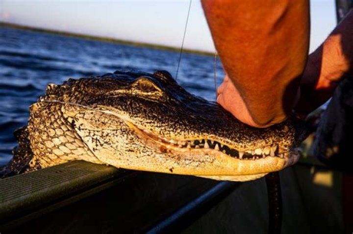 2day/1night Louisiana Alligator Hunt and Charter Fishing for One