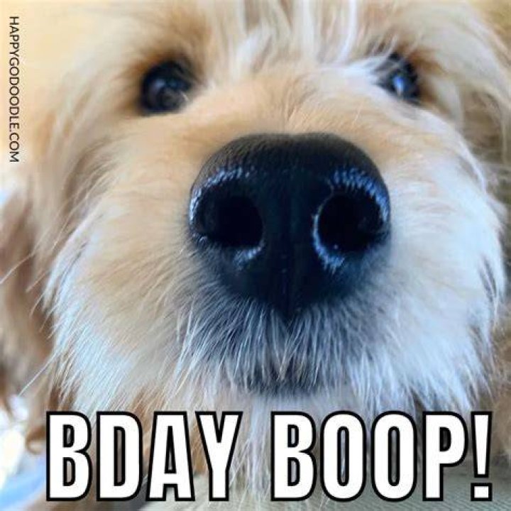32++ Dog Memes Boop Factory Memes