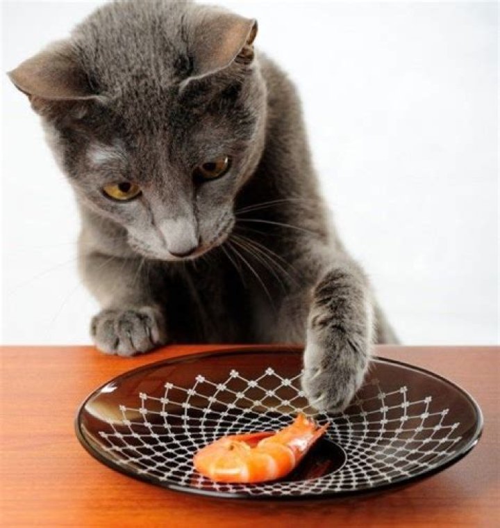 32 Not So Sneaky Cats Cats, Pets, Crazy cats