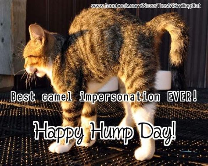 33 Happy Hump Day Meme Wishes and Images Preet Kamal