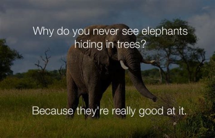 33 Stupid Funny Jokes That Are So Dumb They're Actually Pretty Funny
