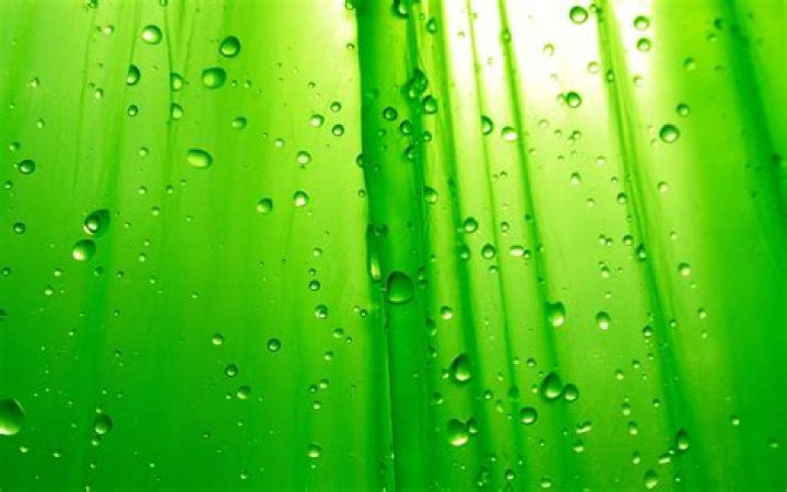 423 Background Green Colour Pictures MyWeb