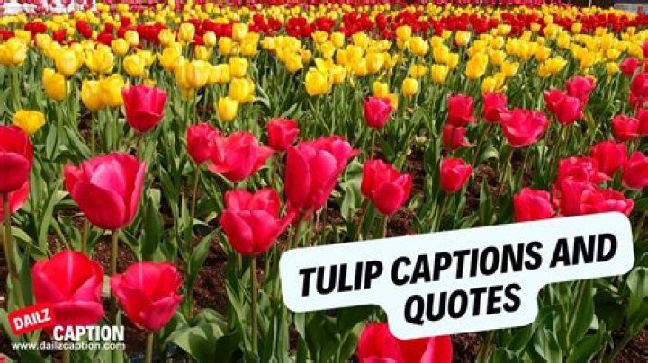 427 Beautiful Tulip Captions And Quotes For Instagram Dailz Caption