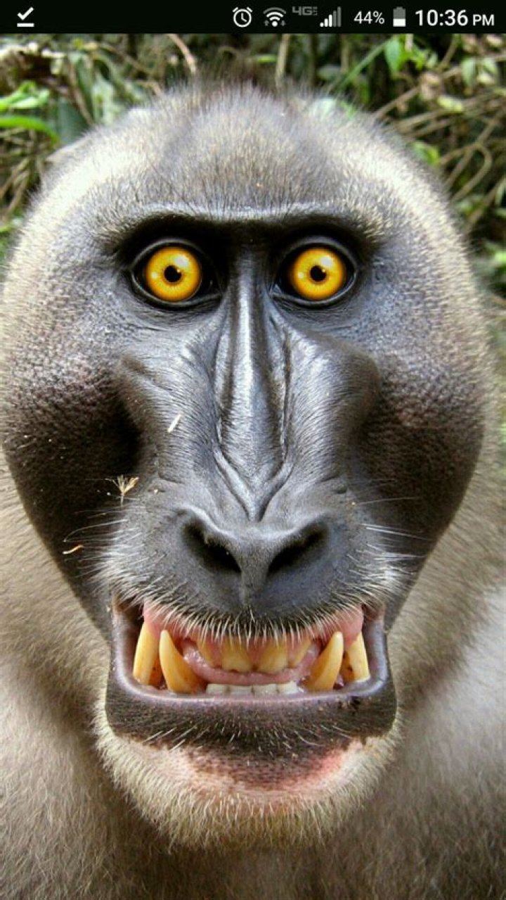 48 Best Photos Monkey App Banned A Delhi Bandar S Open Letter To The