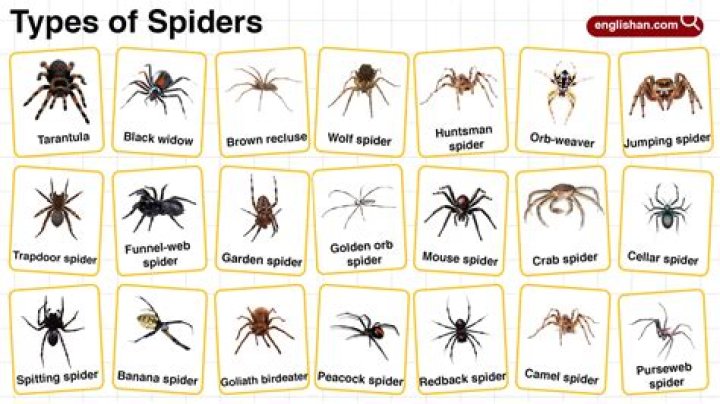 5 Spiders That Generate the Most Myths