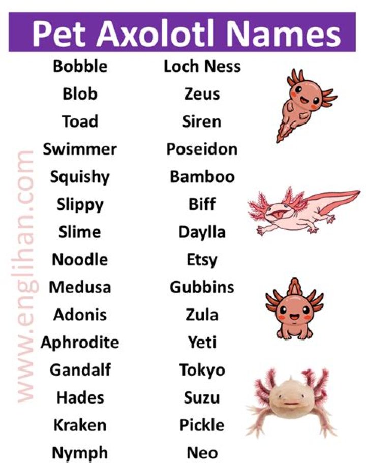 537 Best Axolotl Names, Funny, Cute, Unique Names For Your Pet