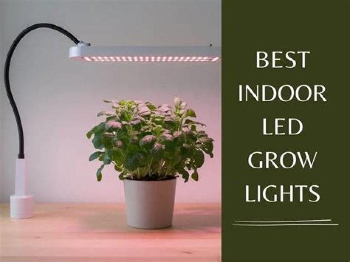 6 Best Grow Lights For Seedlings [Jul 2024] Reviews & Buying Guide