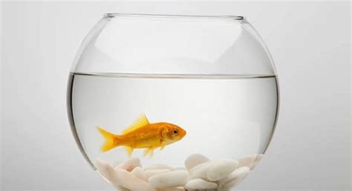 7 Reasons Your Goldfish Is Turning White & What to Do About It Pet Keen