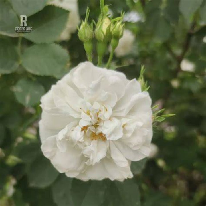 7+ Rose Snatcher IsroelSandiso