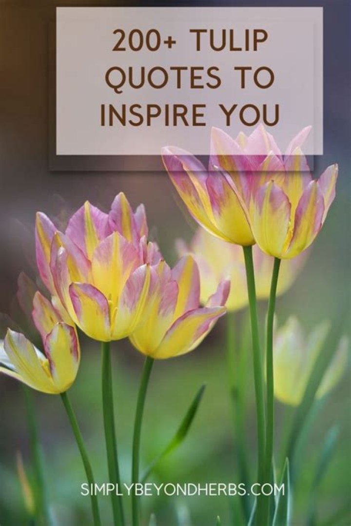 73 Meaningful Tulip Quotes + Captions Darling Quote
