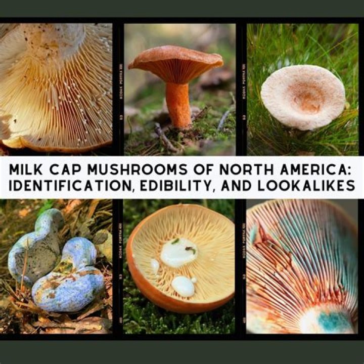 A Wellness Find The Mushroom Latte by Everyday Dose Best New