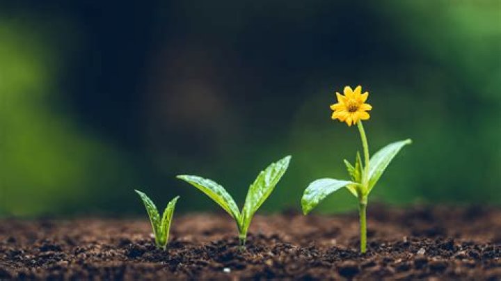 About Growing Our Forever