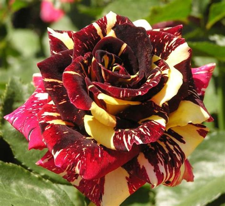 Abracadabra &mdash; Eumundi Roses & Dance Ballroom Latin Swing