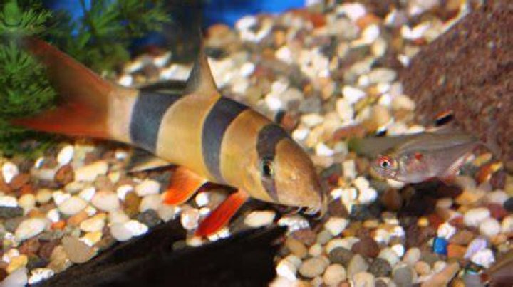 Absolutely Fish Blogs Clowning Around with Clown Loaches
