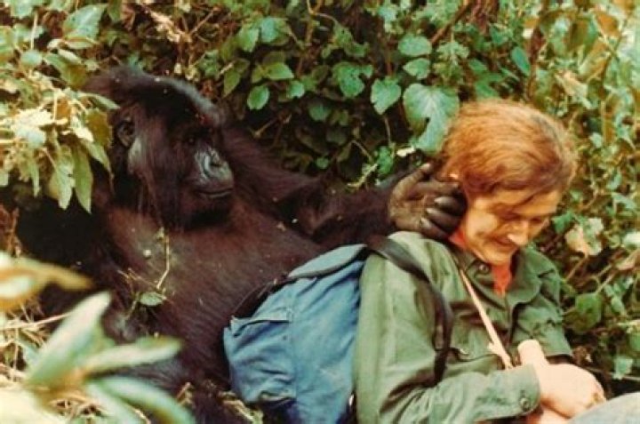 Affection Gorille Dian Fossey Home Healthcare