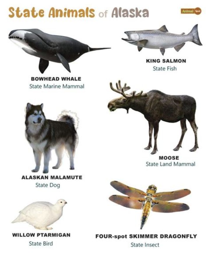 Alaska State Animals Tee in 2020 (With images) Alaskan animal