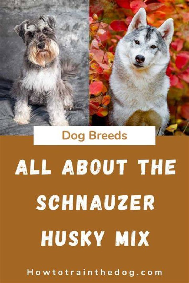 All About The Schnauzer Husky Mix (Schnausky) With Pictures