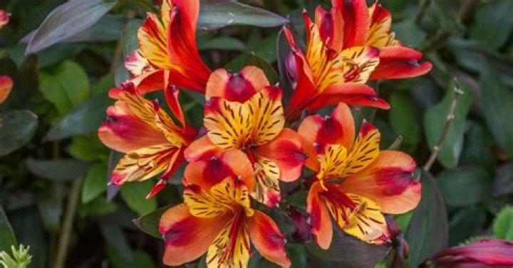 Alstroemeria 2, 10 November 2010