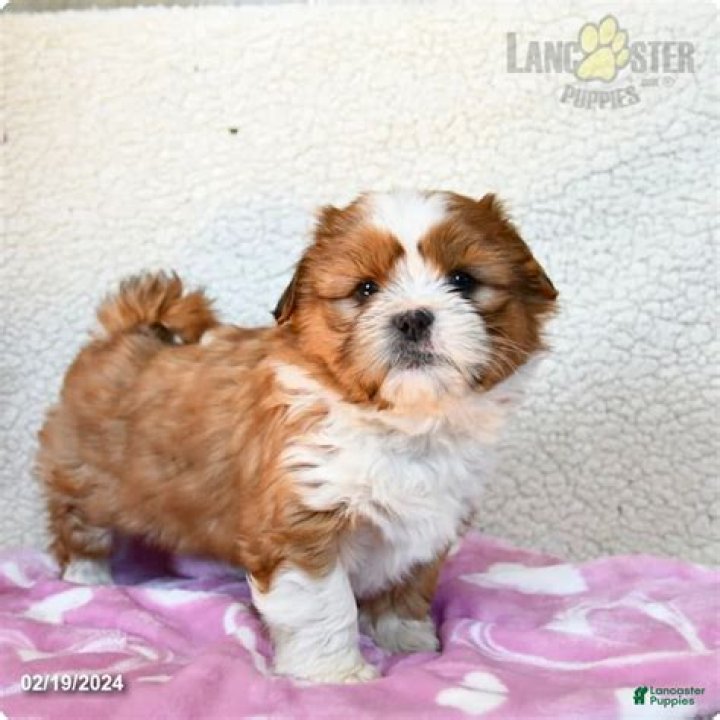 Alvin Stoltzfus Lancaster Puppies