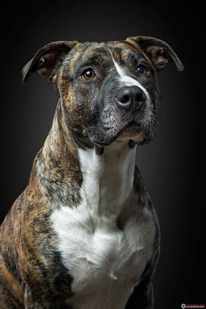 American Pit Bull Terrier Wikimedia Commons