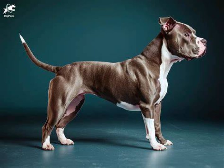 American Pitbull Terrier Real Name