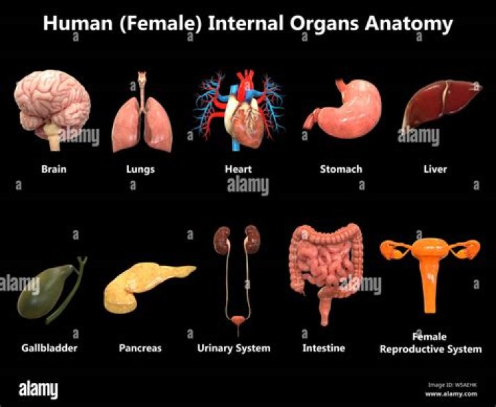 Anatomy Of Internal Organs Female Internal Female Organs Image