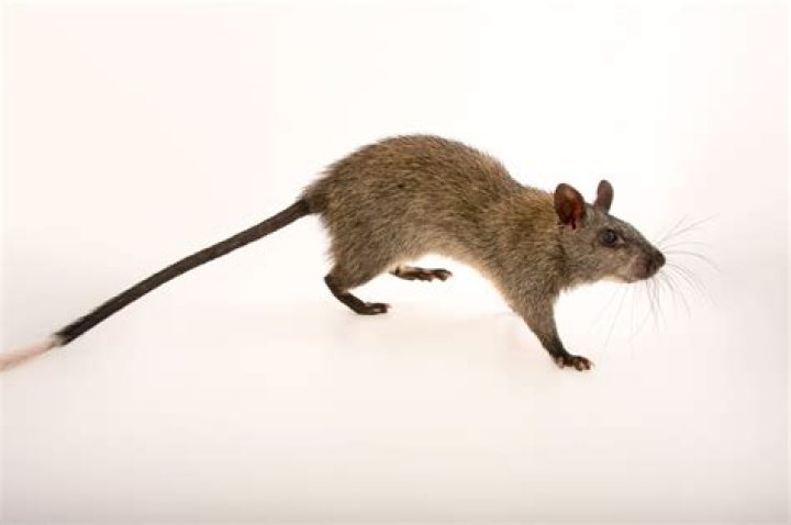 ANI01200348 Joel Sartore