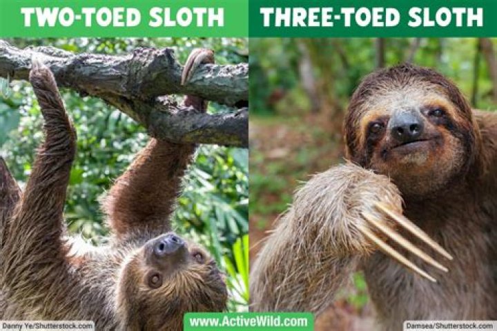 Animal Misfits Threetoed Sloth The Slowest Mammal in the World