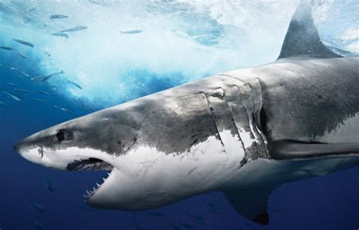 animals, Fish, Sea, Shark Wallpapers HD / Desktop and Mobile Backgrounds
