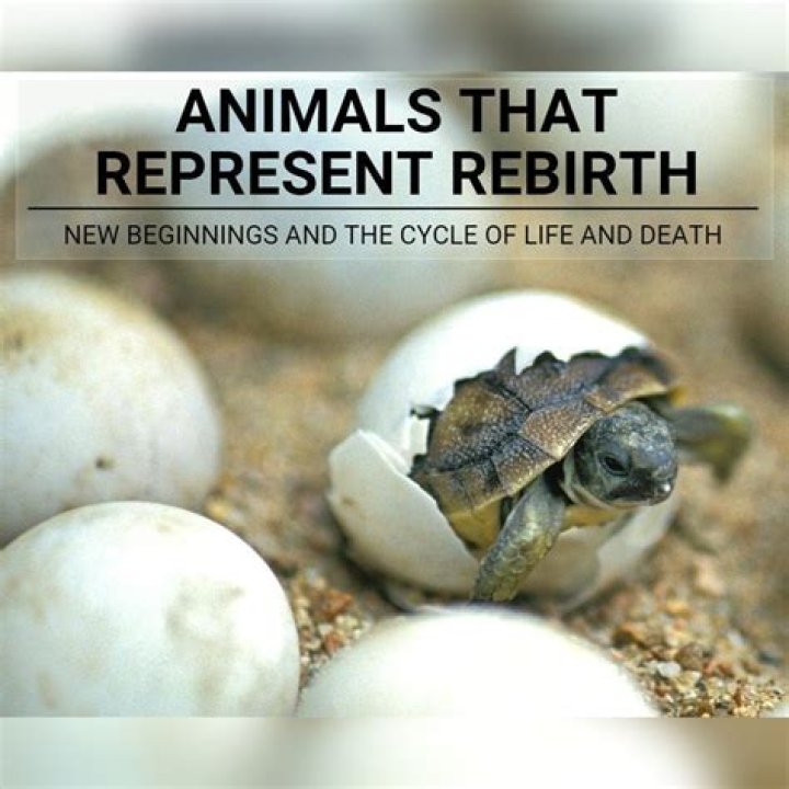 Animals That Represent Rebirth The Cycle Of Life And Death