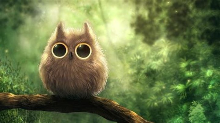 Anime Owl Wallpapers Wallpaper Cave