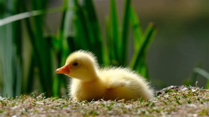 Anthea anka hires stock photography and images Alamy