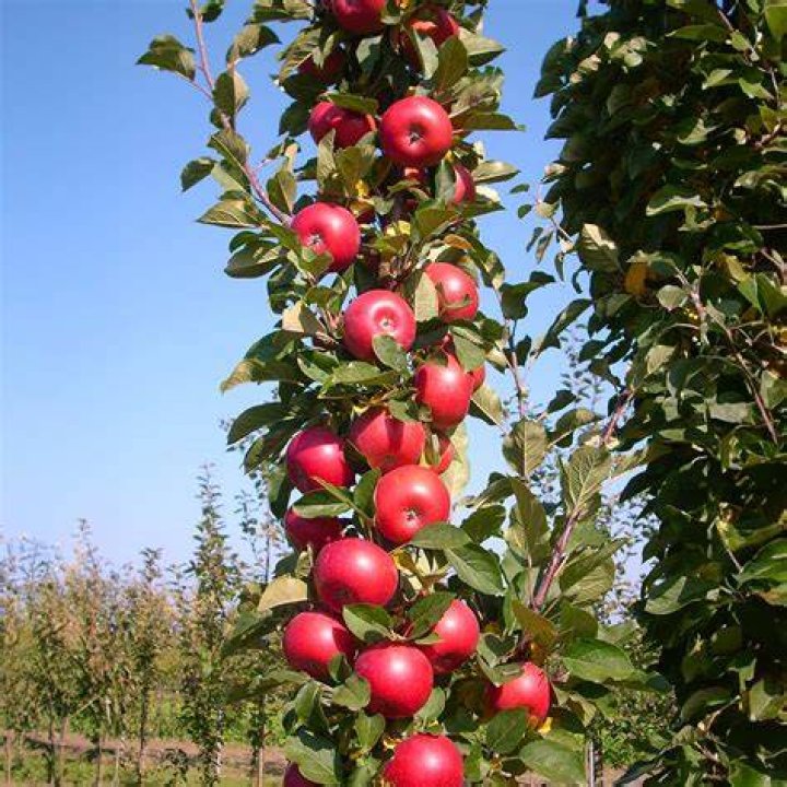 apple spa 🍎 Fruit photography, Fruit picture, Fruit garden