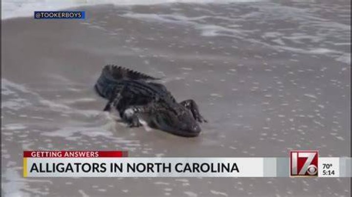 Are There Alligators in NC's Lake Norman? AZ Animals