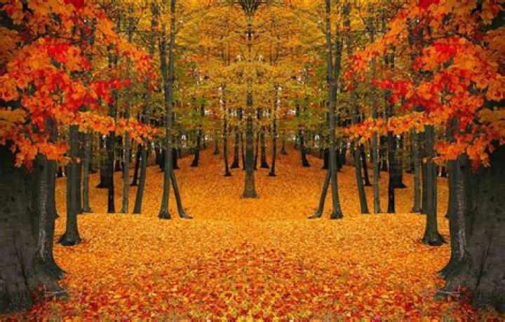 Autumn Colors Free Stock Photo Public Domain Pictures