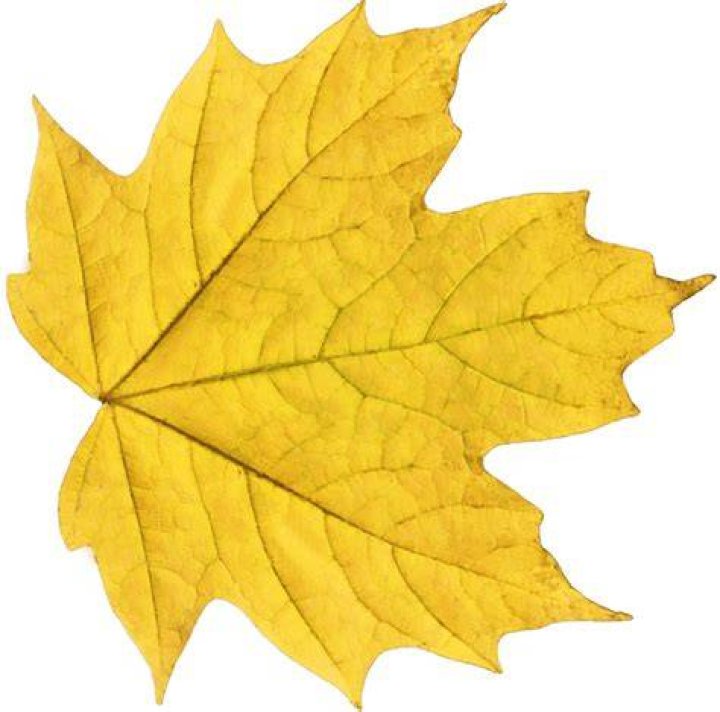 Autumn Maple Hd Transparent, Yellow Autumn Maple, Yellow Leaves, Tree