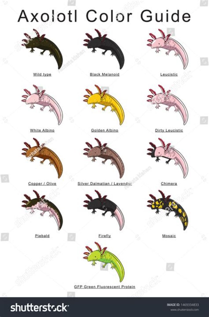 Axolotl Color Variations