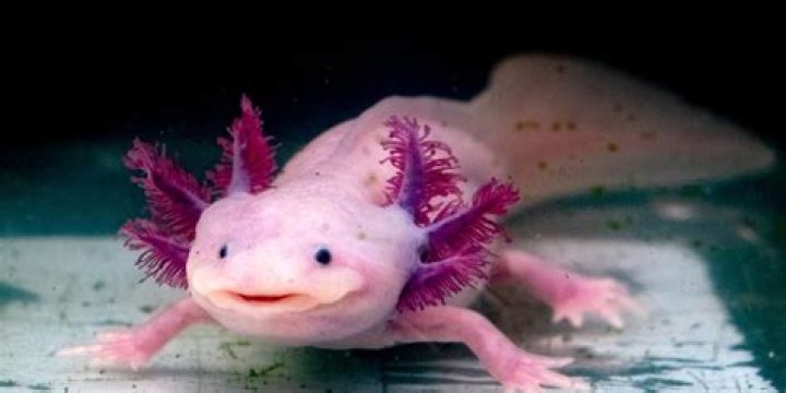 Axolotl Fun Animals Wiki, Videos, Pictures, Stories