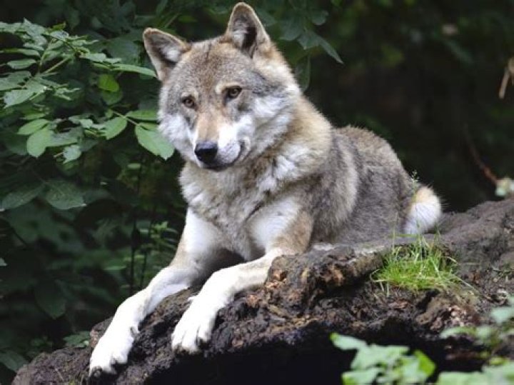 Badass Wolf Names Wolf names, Dog names, Wolf name