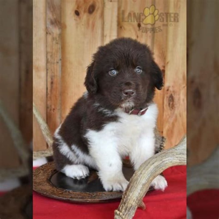 Barb Raber Lancaster Puppies