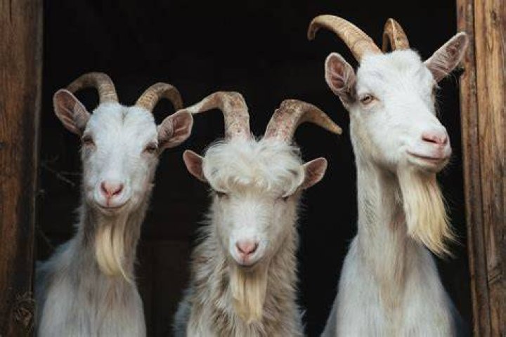 Basics of goat horns and how to handle them AGDAILY