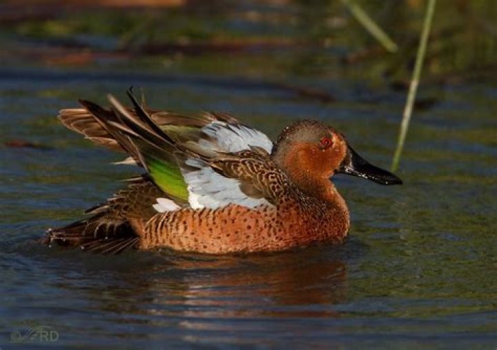 Bathing Cinnamon Teal/Greenwinged Teal hybrid &laquo; Feathered Photography