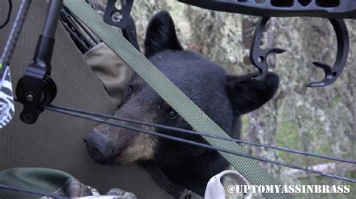 Bear Climbs into Tree Stand with Hunter! YouTube