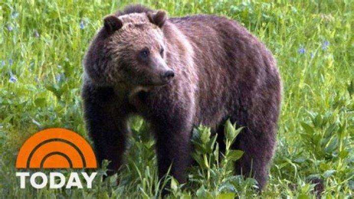 Bear Necessities Scientists Explain How Pandas Survive Eating Just Bamboo